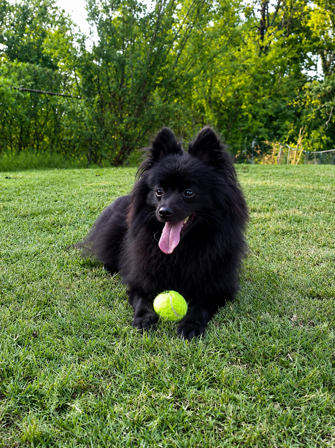 Pet Friendly callout